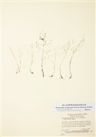 藏品(旱禾)的圖片